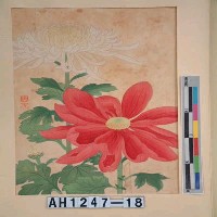 藏品(昭和11年『翠光花鳥版畫集』－大菊圖)的圖片